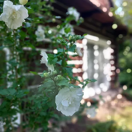 Prázdninový dům Staruszka